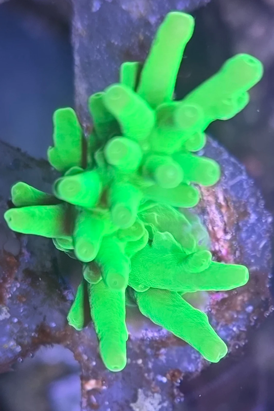 Green Dragon Acropora trade form, species unresolved in Jeffrey Puncher’s aquarium
