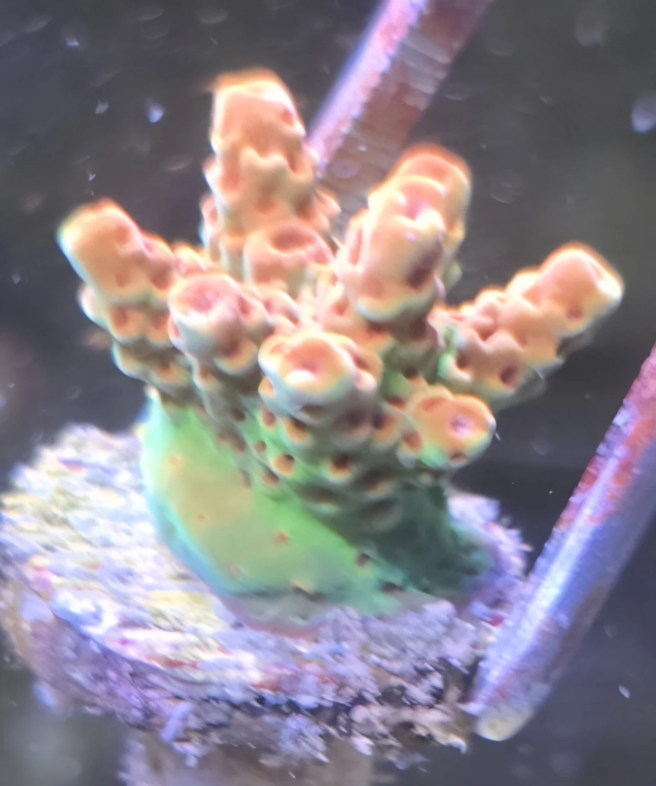 ORA Red Planet Acropora, owner trade label; species unresolved in Jeffrey Puncher’s aquarium