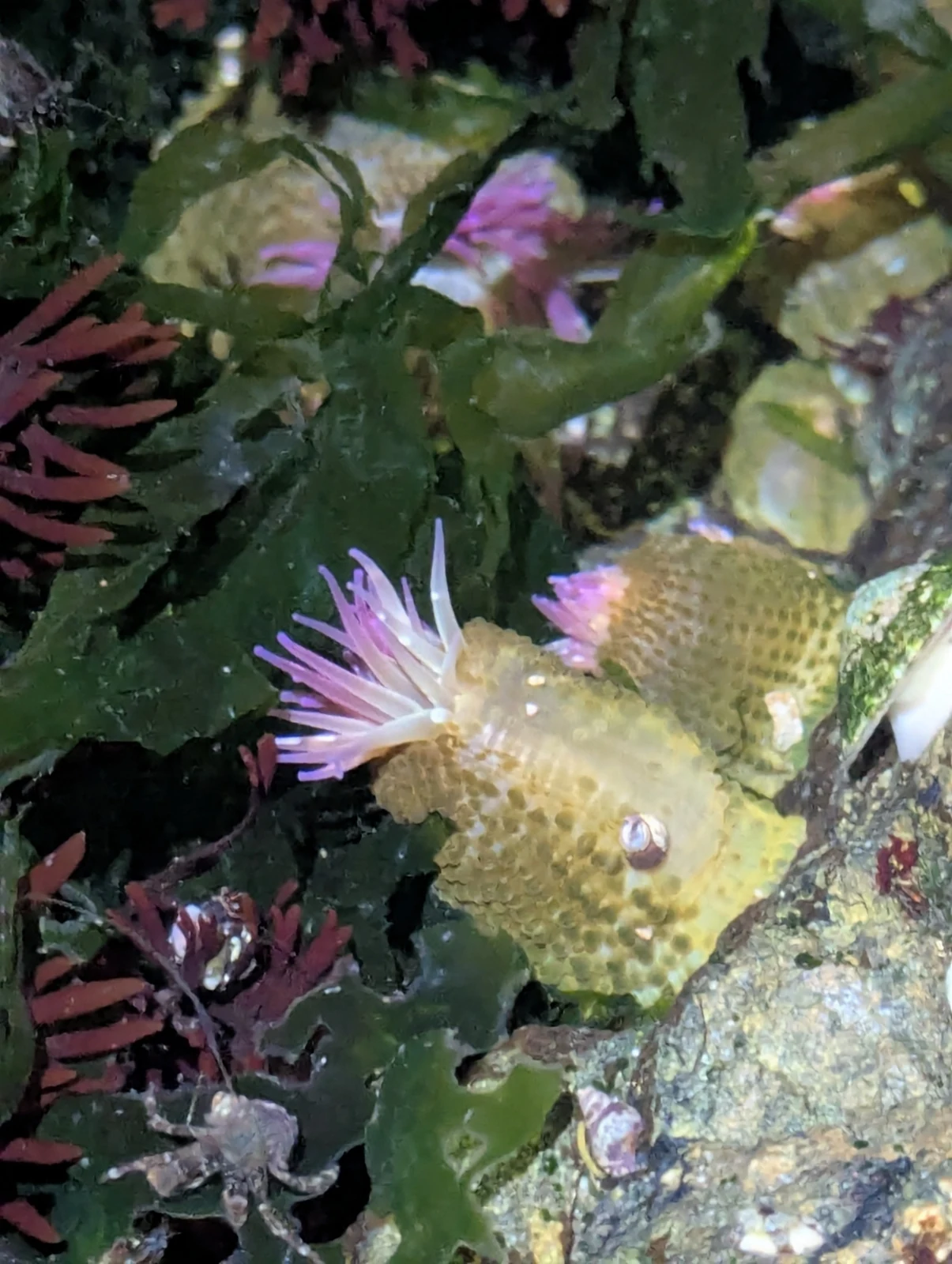 Source-identified Anthopleura elegantissima in a research-grade iNaturalist observation.