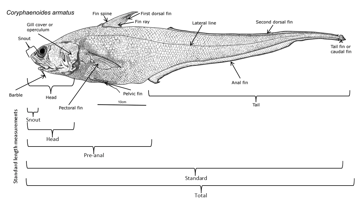 Source-labelled Coryphaenoides armatus external anatomy and length-measurement diagram. Illustration, not a living specimen photograph.