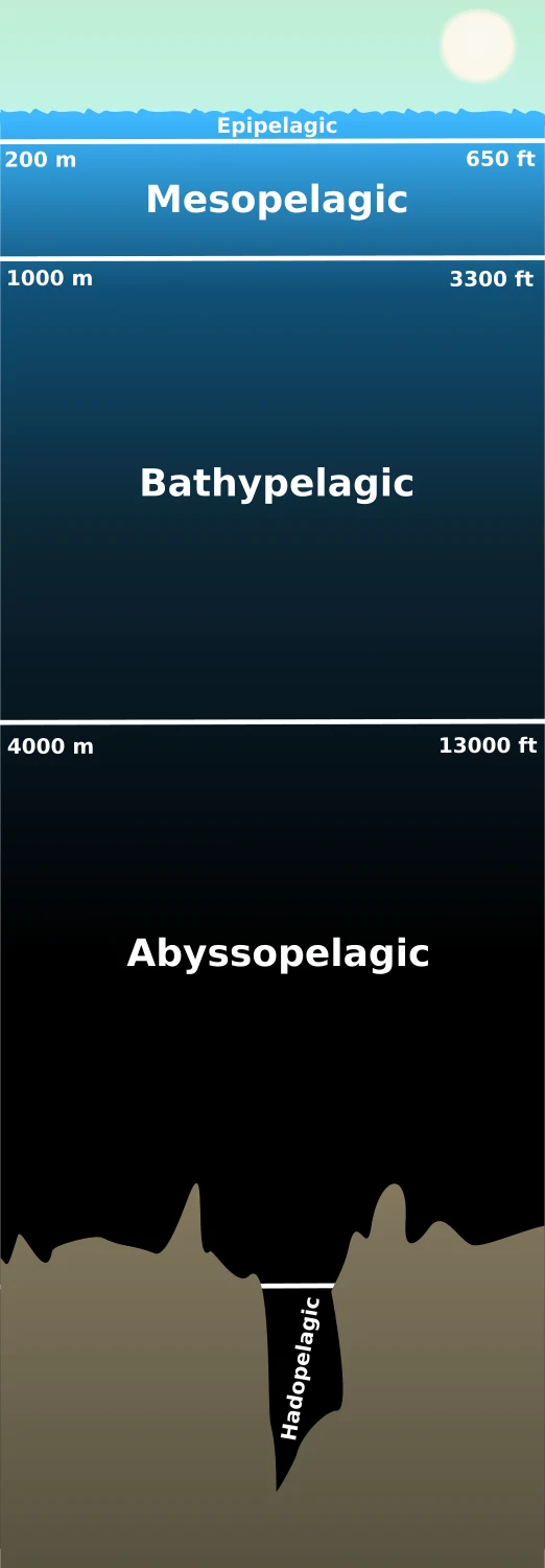 Pelagic depth zones; the drawing uses conventional boundaries and does not depict one measured water column.