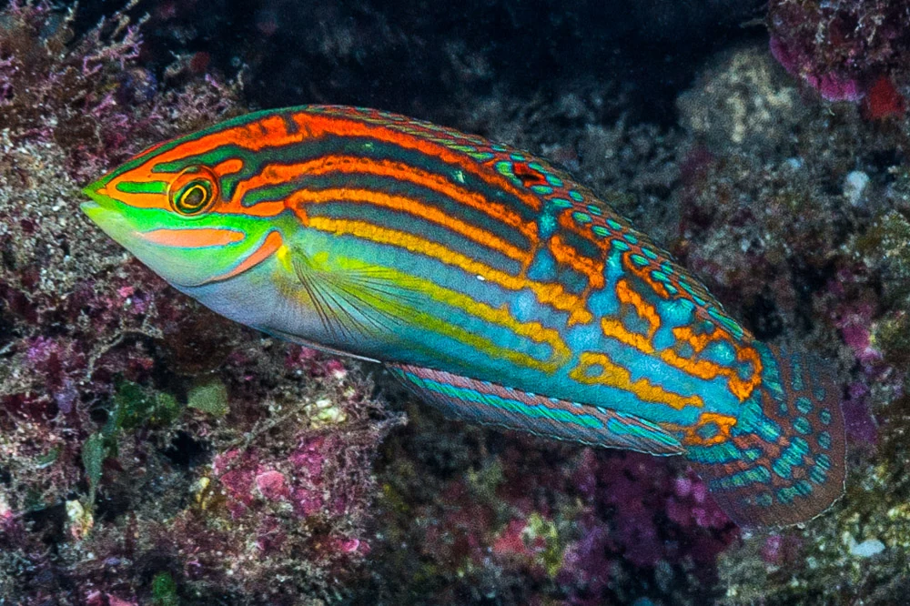 Adorned Wrasse at Réunion, described by the source as transitioning to terminal phase.