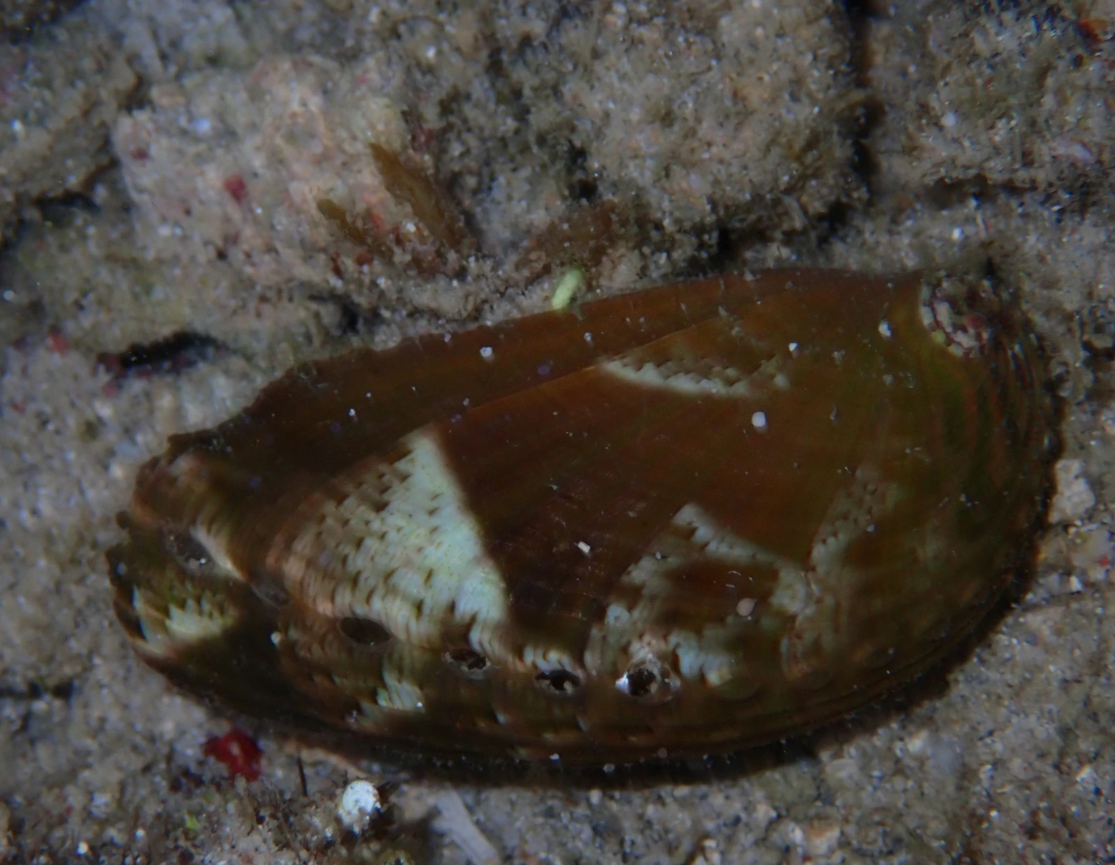 Haliotis asinina; source-identified research-grade observation.