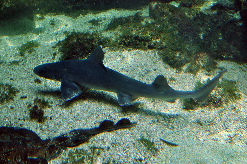 Mustelus asterias Captive living specimen.
