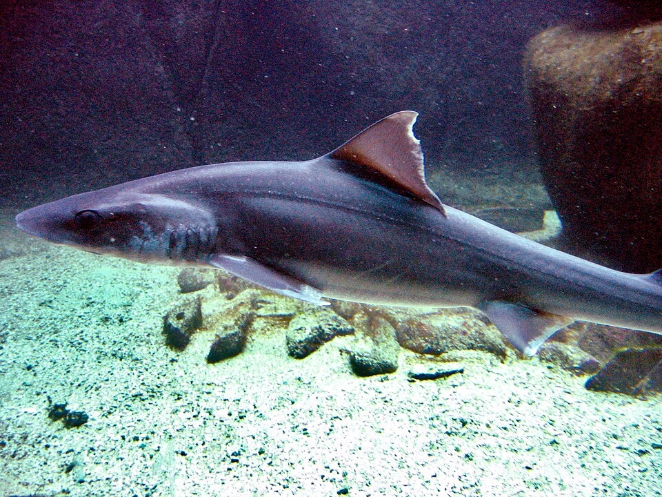 Mustelus asterias – Émissole tachetée, aquariums d'Océanopolis, Brest Captive living specimen.