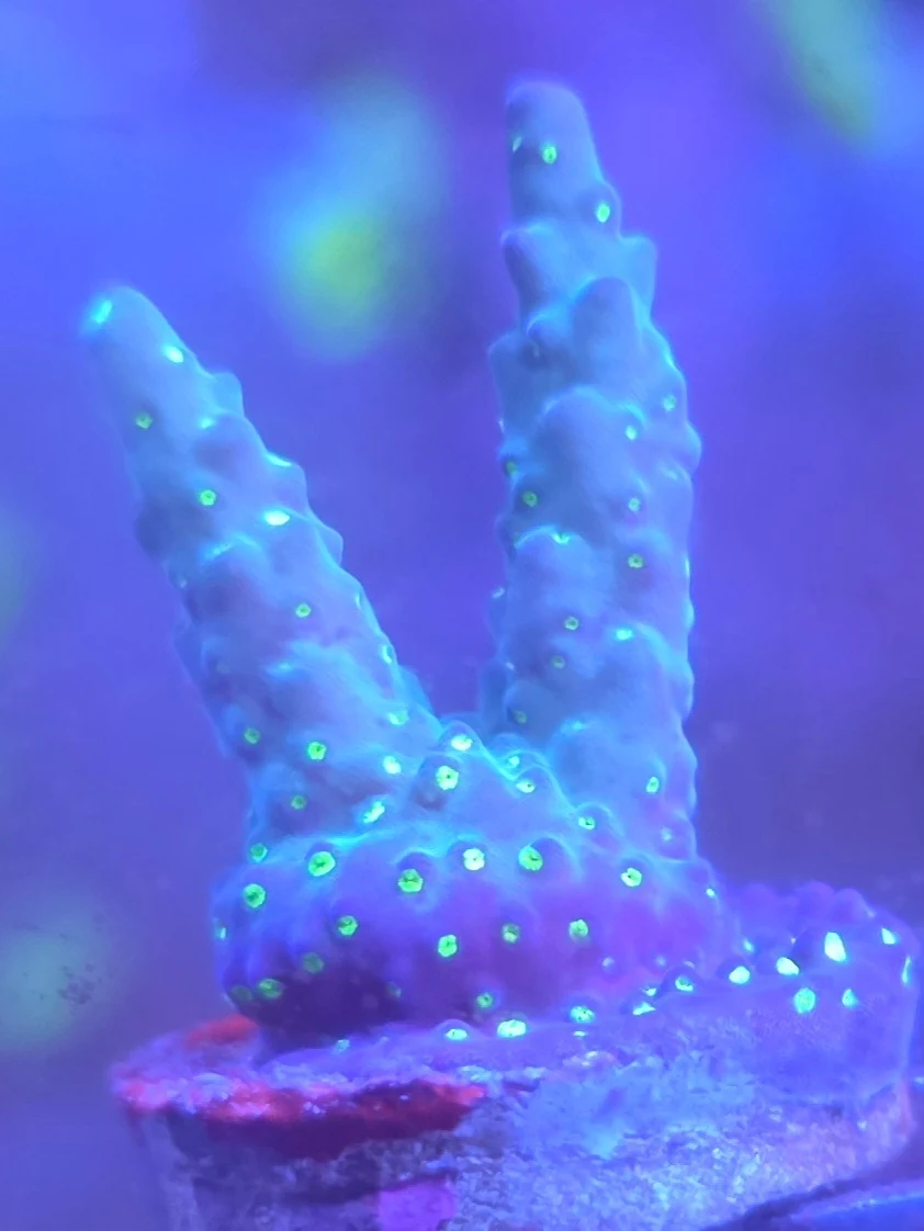 Bonsai Acropora Valida in an aquarium, photographed by Jeffrey Puncher.