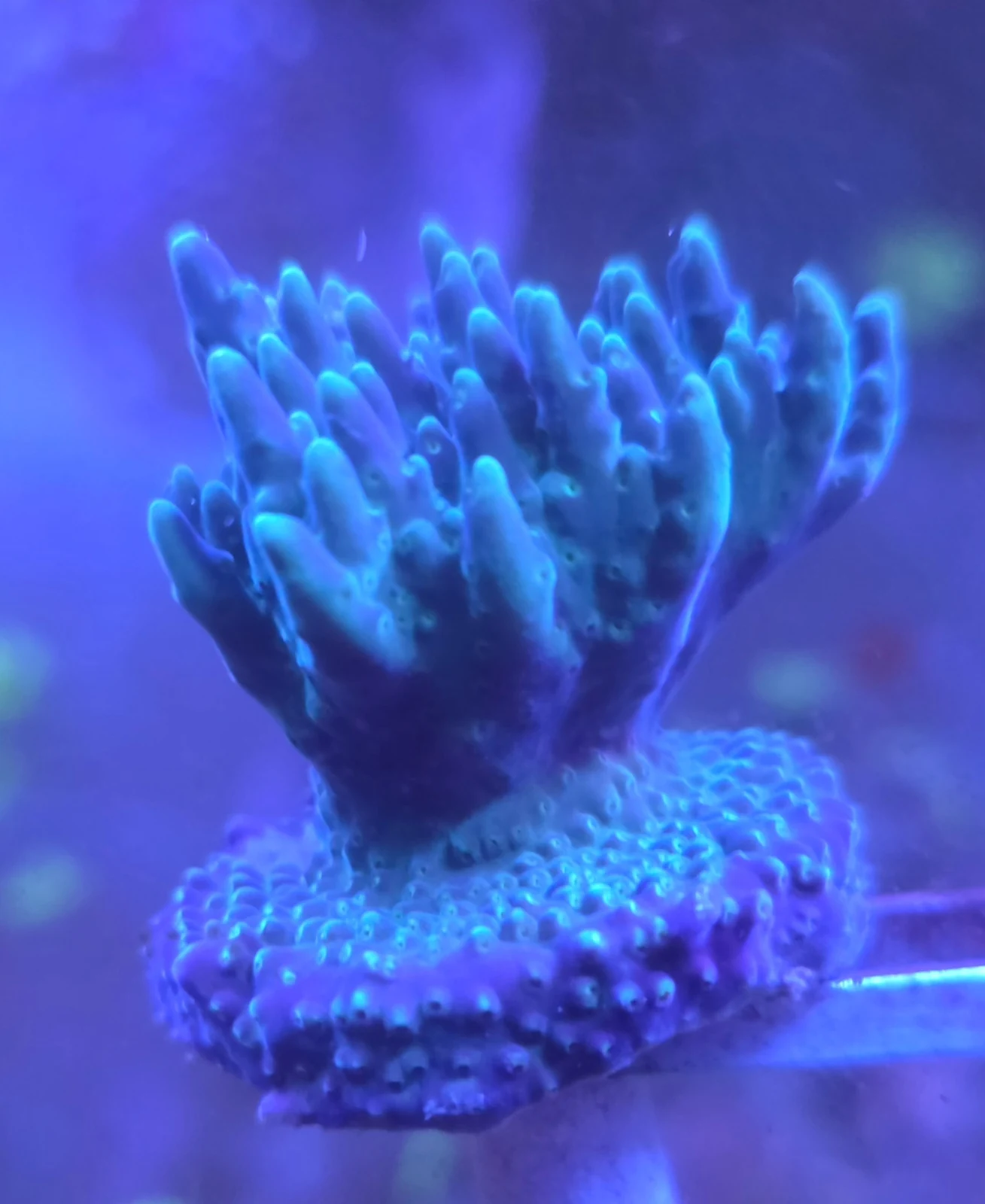 Tri Colour Valida Acropora in an aquarium, photographed by Jeffrey Puncher.