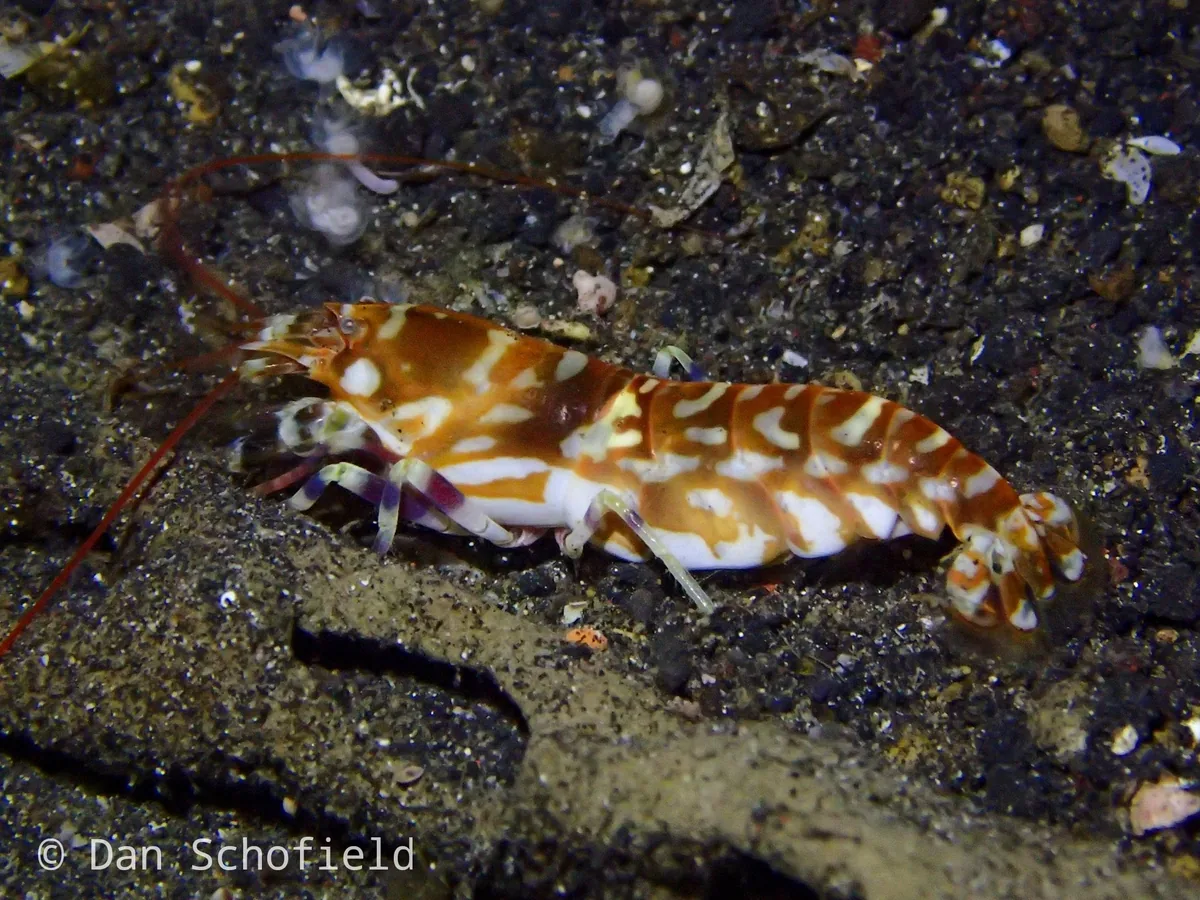 Alpheus bellulus.